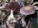 Cortinarius torvus image