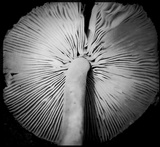 Lepiota atrodisca image