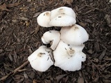 Leucocoprinus cepistipes image