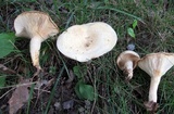 Lactarius maculatipes image