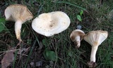 Lactarius maculatipes image