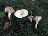 Lactarius maculatipes image