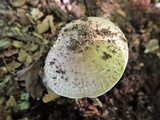 Echinoderma asperum image