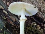 Echinoderma asperum image