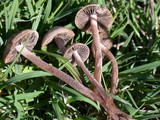 Panaeolus cinctulus image