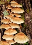 Pholiota squarrosoides image