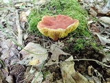 Phylloporus leucomycelinus image