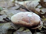 Hydnellum concrescens image