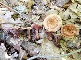 Hydnellum concrescens image