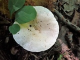 Lactarius pallescens var. pallescens image