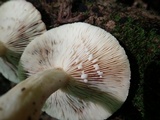 Lactarius pallescens image