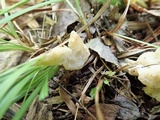 Helvellosebacina concrescens image