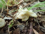Helvellosebacina concrescens image