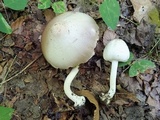 Agaricus leptocaulis image