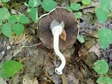 Agaricus leptocaulis image