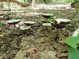 Agaricus placomyces image