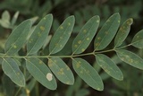 Uropyxis amorphae image