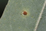 Uropyxis amorphae image