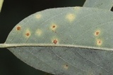 Uropyxis amorphae image
