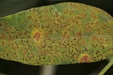 Uropyxis amorphae image