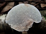 Daedaleopsis confragosa image