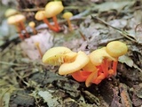 Hygrocybe parvula image