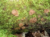 Pachyella clypeata image