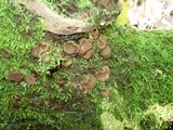 Pachyella clypeata image