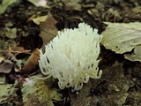 Ramariopsis kunzei image