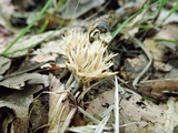 Aphelaria tuberosa image