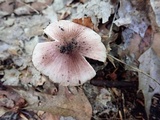 Inocybe adaequata image
