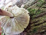 Inocybe adaequata image