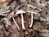 Inocybe adaequata image
