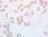 Inocybe adaequata image