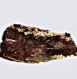 Ceriporia purpurea image