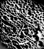 Ceriporia purpurea image