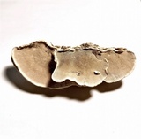 Rhodofomitopsis feei image