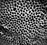 Rhodofomitopsis feei image