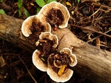 Earliella scabrosa image