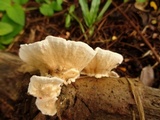 Earliella scabrosa image