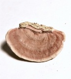 Rhodofomitopsis lilacinogilva image