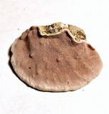 Rhodofomitopsis lilacinogilva image