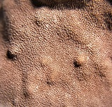 Rhodofomitopsis lilacinogilva image