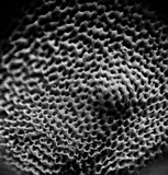Rhodofomitopsis lilacinogilva image