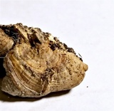 Rigidoporus lineatus image