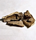 Rigidoporus lineatus image