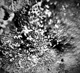Rigidoporus lineatus image