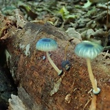 Mycena interrupta image