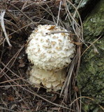Amanita chrysoblema image