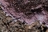 Trichaptum perenne image